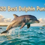 520 Best Dolphin Puns